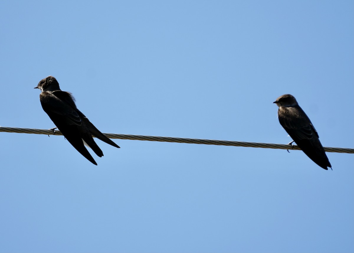 Northern Rough-winged Swallow - ML608998245