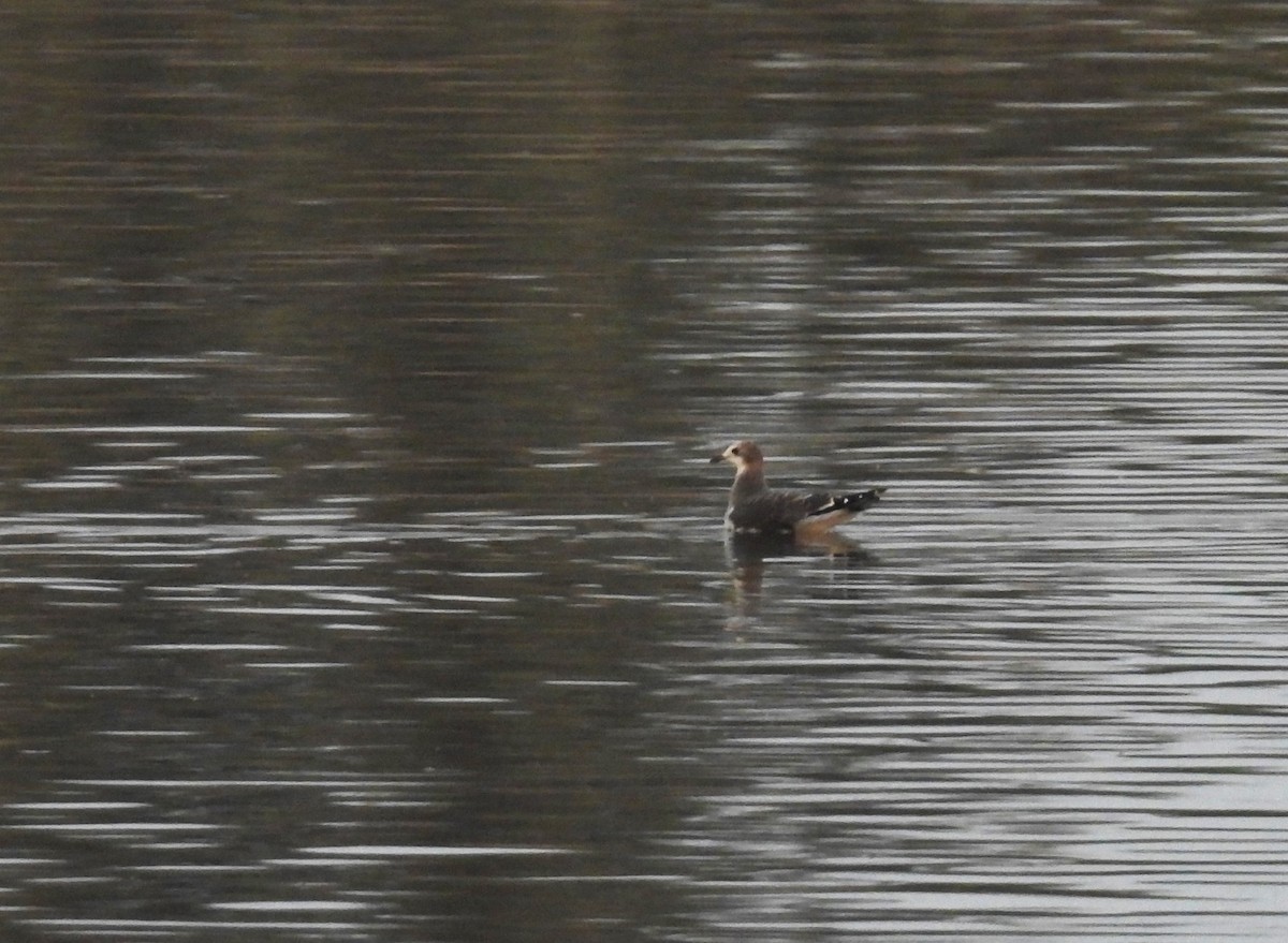 Sabine's Gull - ML608998321