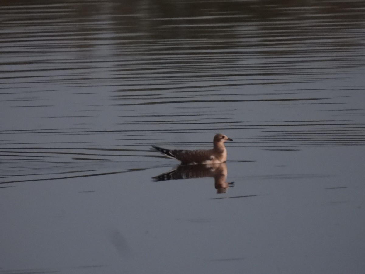 Sabine's Gull - ML608998322