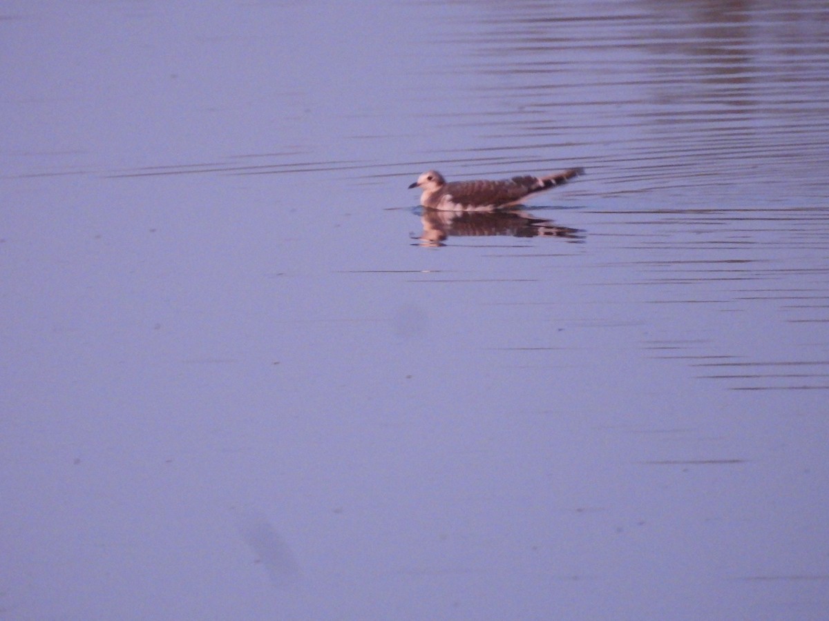 Sabine's Gull - ML608998323