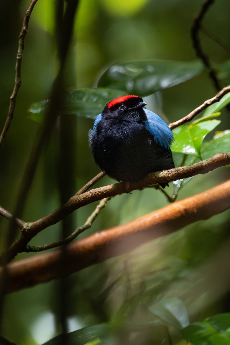 Blue-backed Manakin - ML608998333