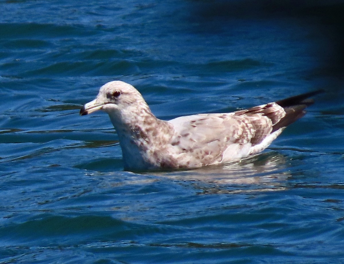 California Gull - ML608998400