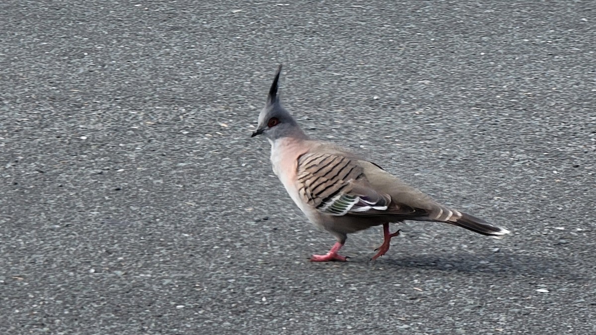 Crested Pigeon - Rachel Winslow