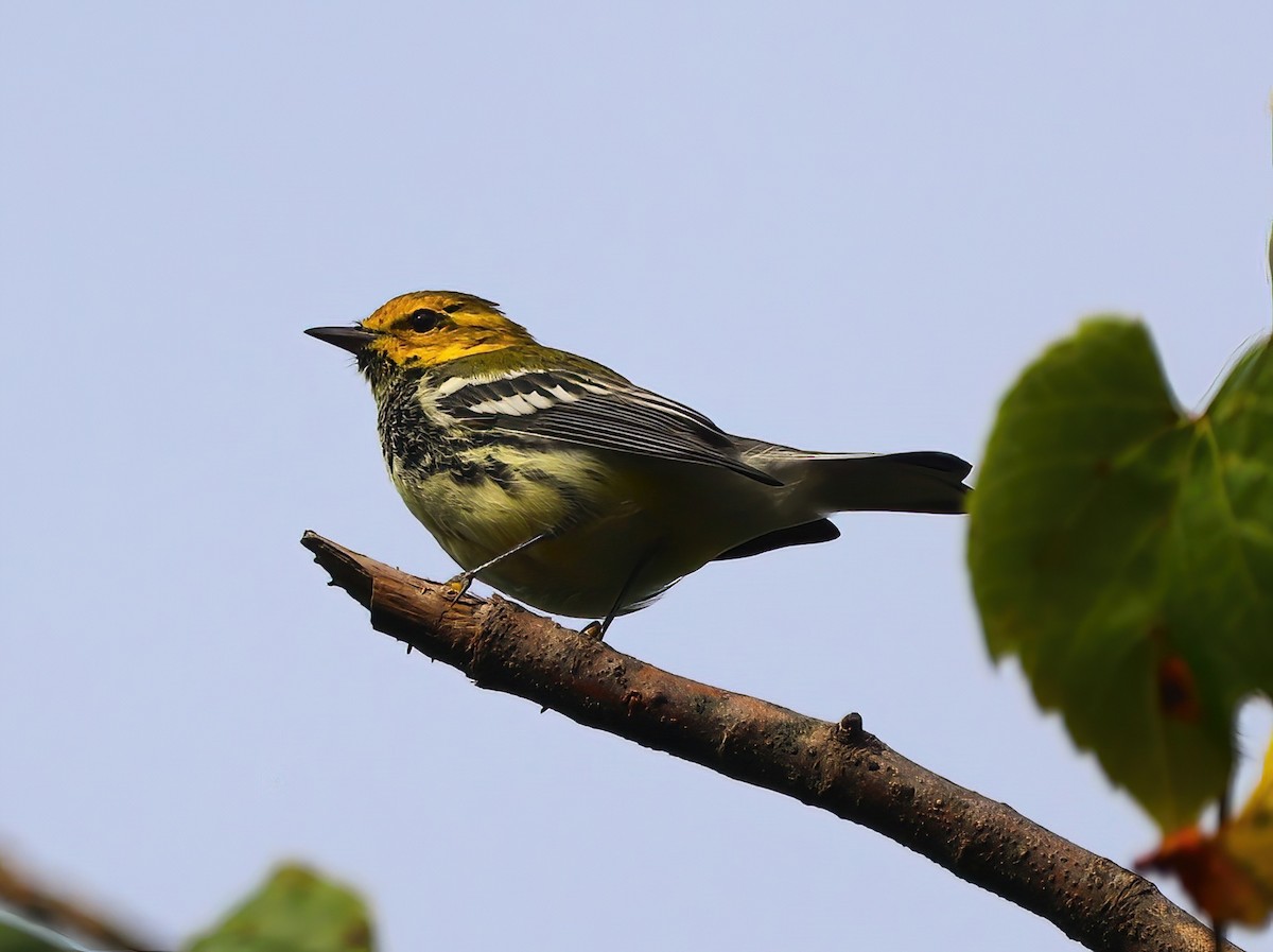 Black-throated Green Warbler - Eric Patry