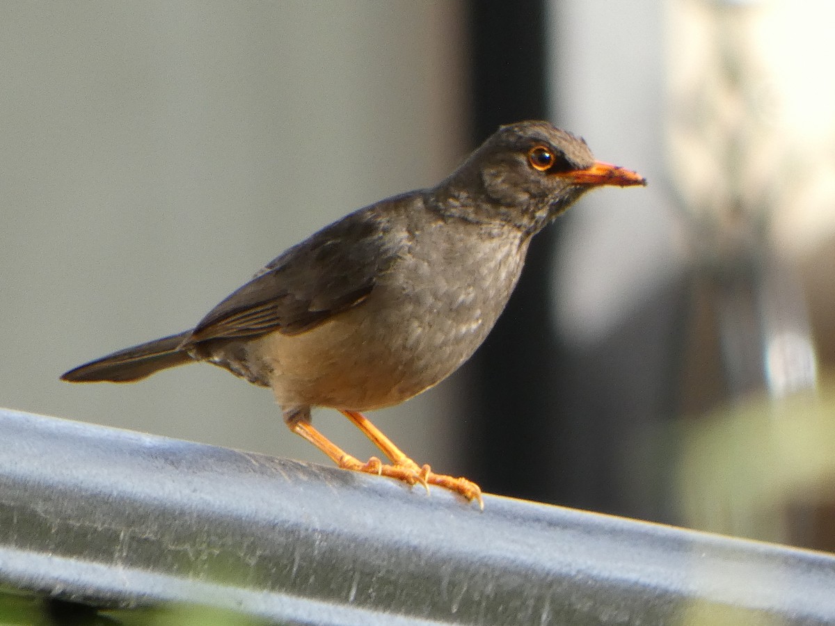 Abyssinian Thrush - ML608998608