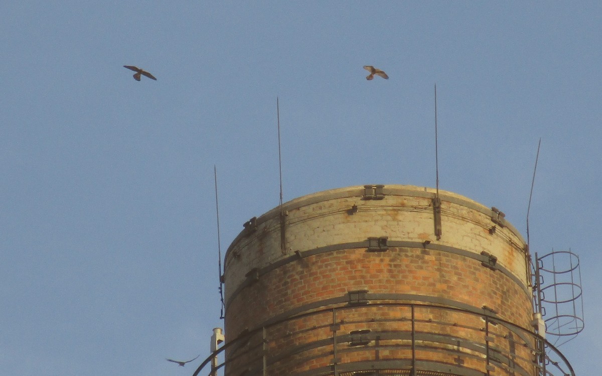 Eurasian Kestrel - ML608998612