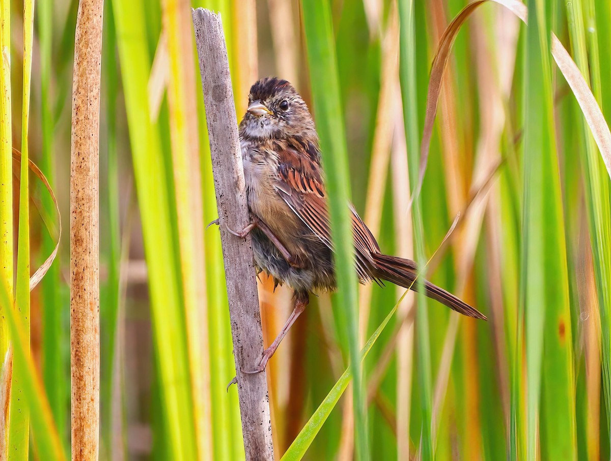 Swamp Sparrow - ML608998613