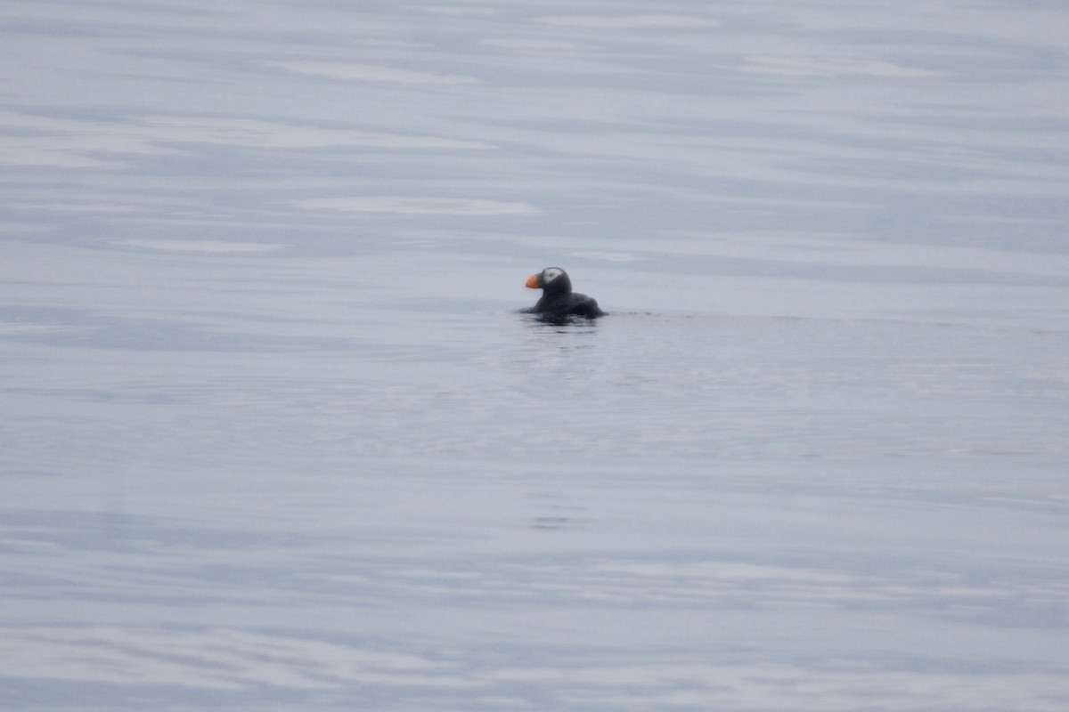 Tufted Puffin - ML608998665