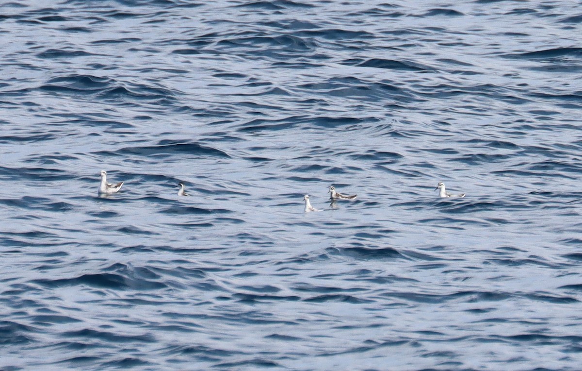 Red-necked Phalarope - ML608998730