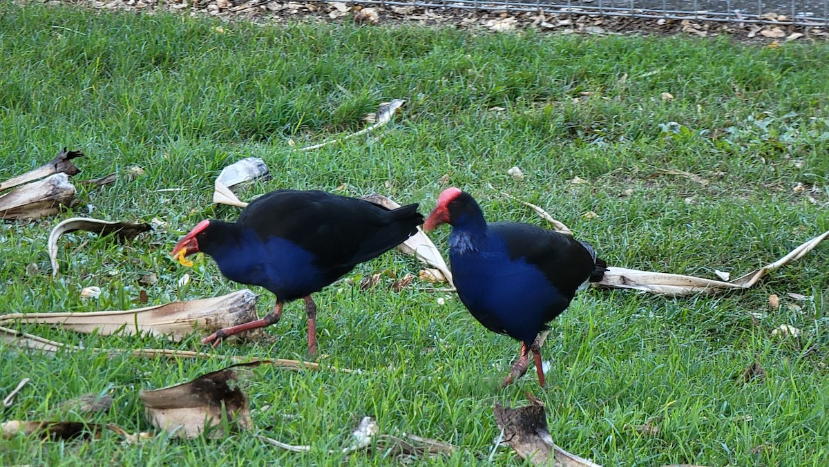 Australasian Swamphen - ML608998734