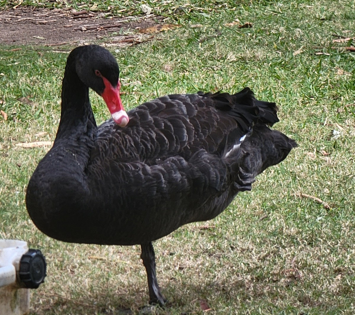 Black Swan - ML608998823