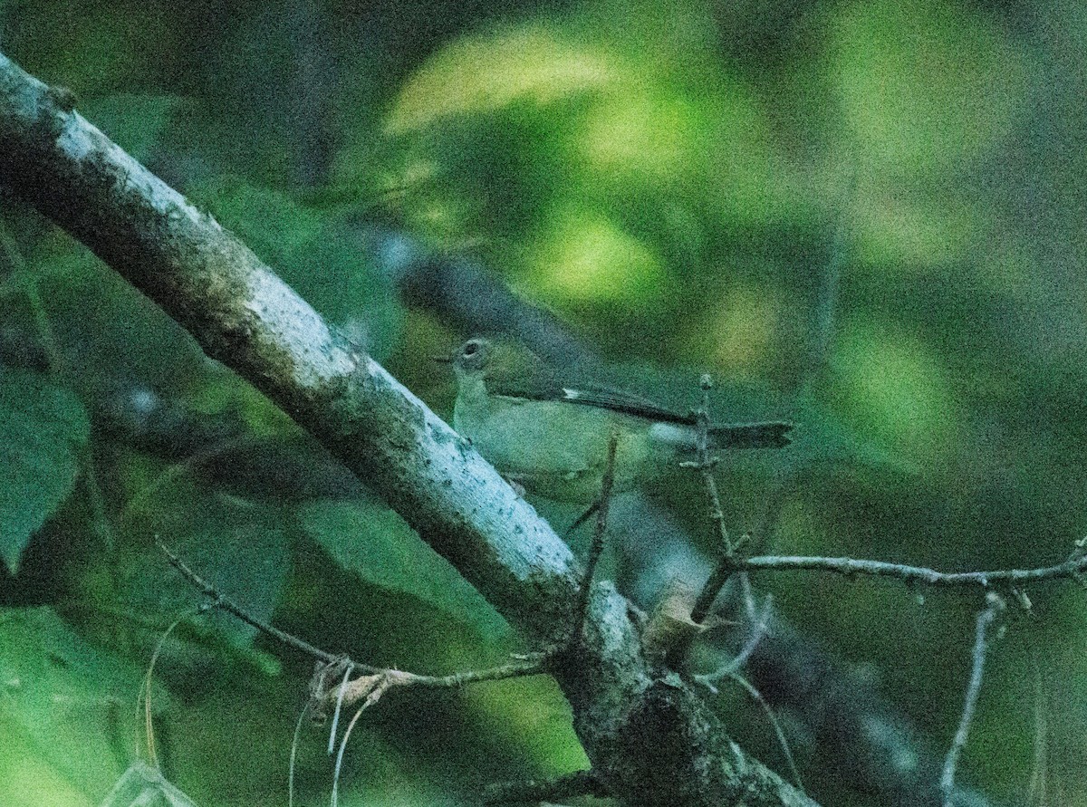 Black-throated Blue Warbler - Mark Vukovich