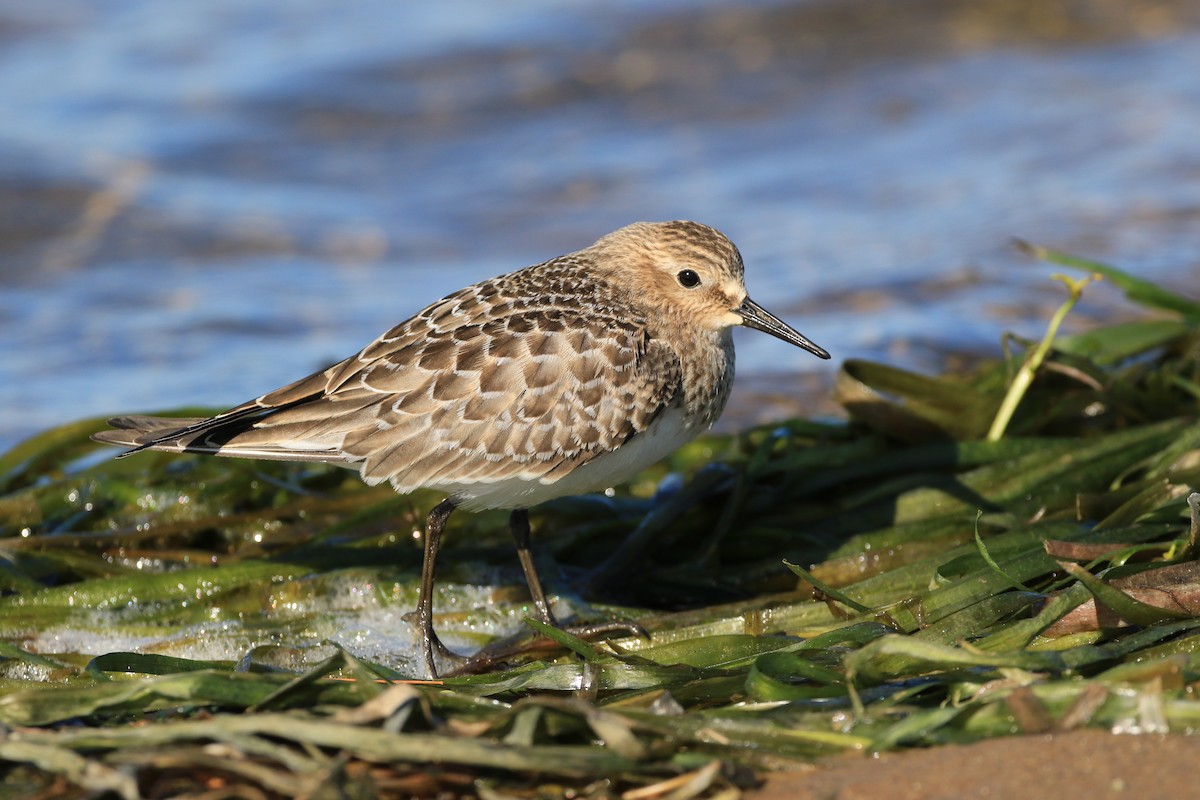 Baird's Sandpiper - ML608998891