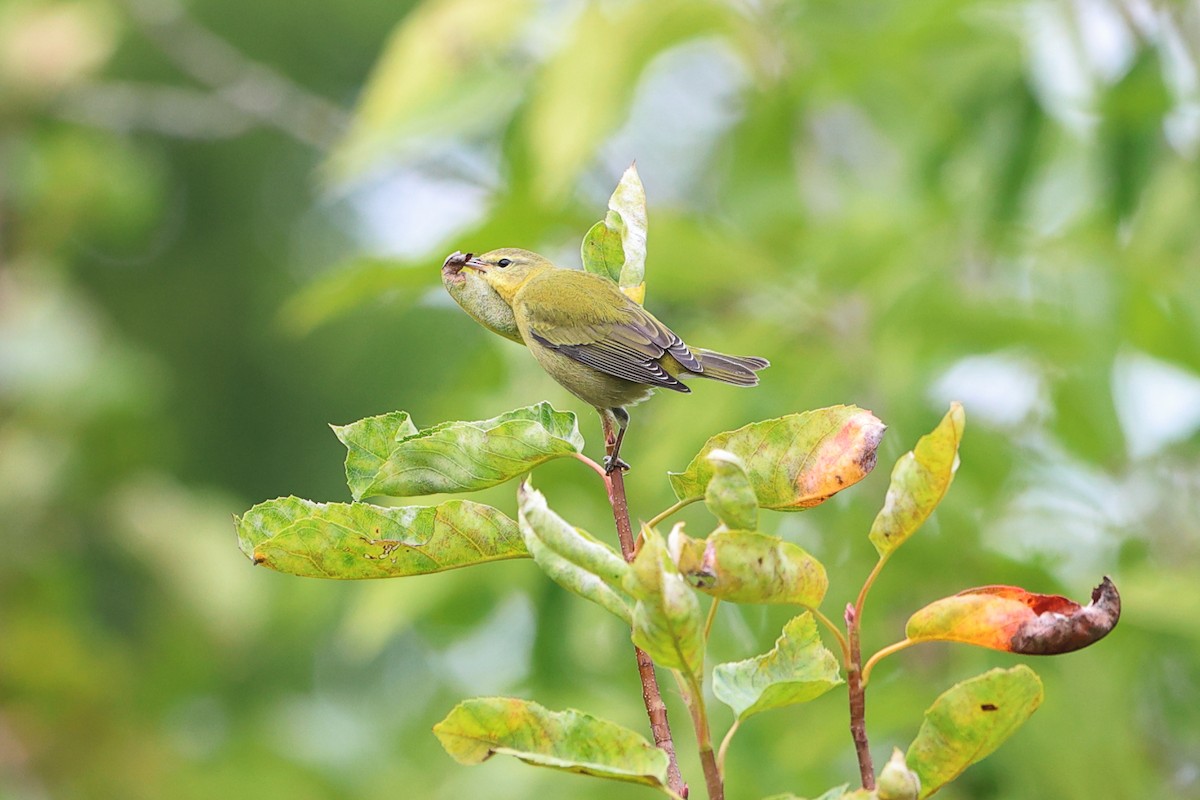 Tennessee Warbler - ML608998919