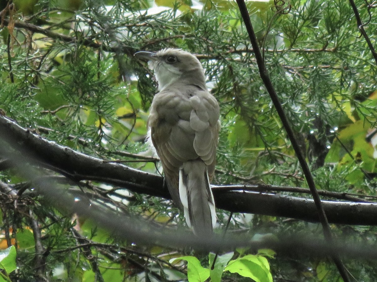 Yellow-billed Cuckoo - ML608998929