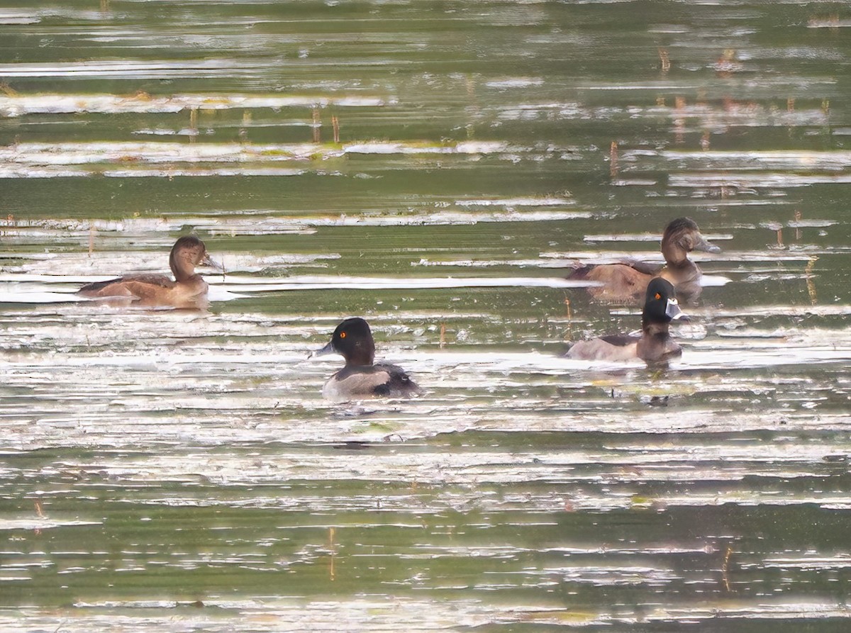 Ring-necked Duck - Eric Patry