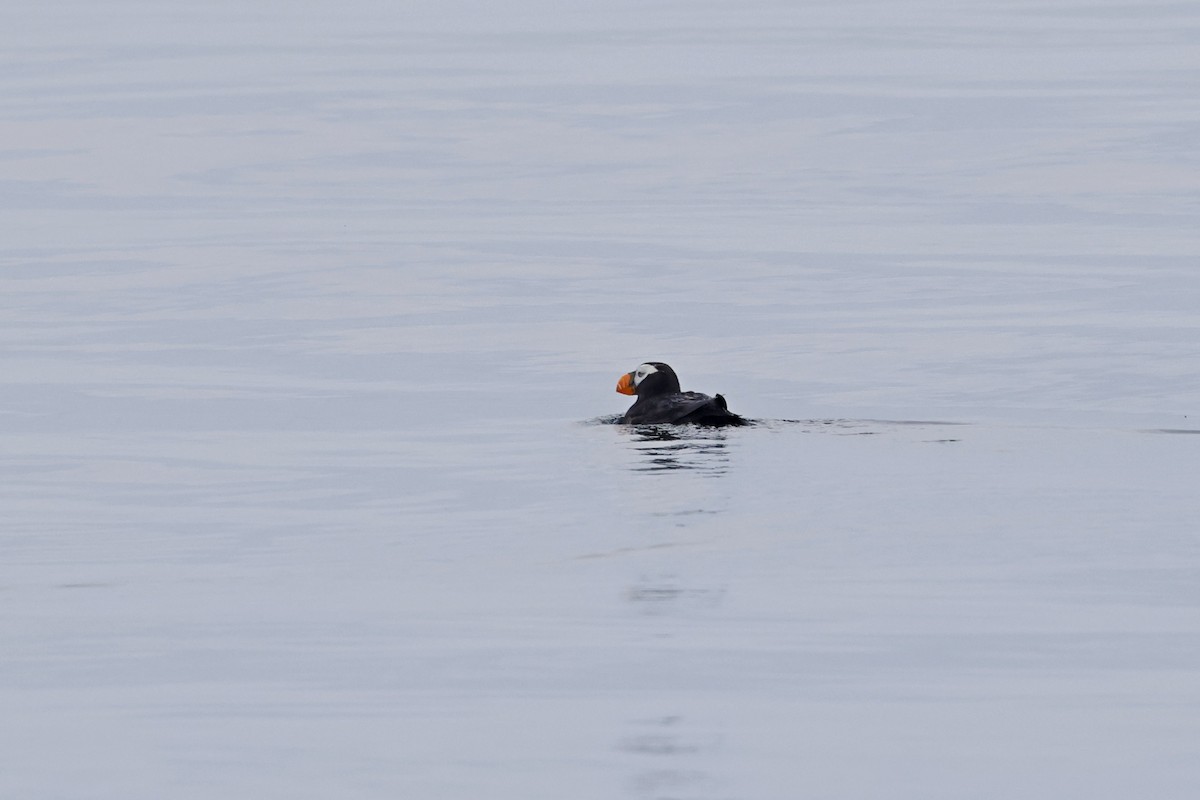 Tufted Puffin - ML608998965