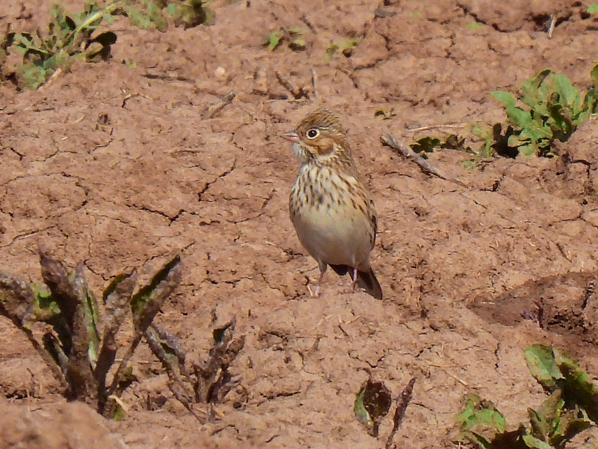 Vesper Sparrow - ML608998981