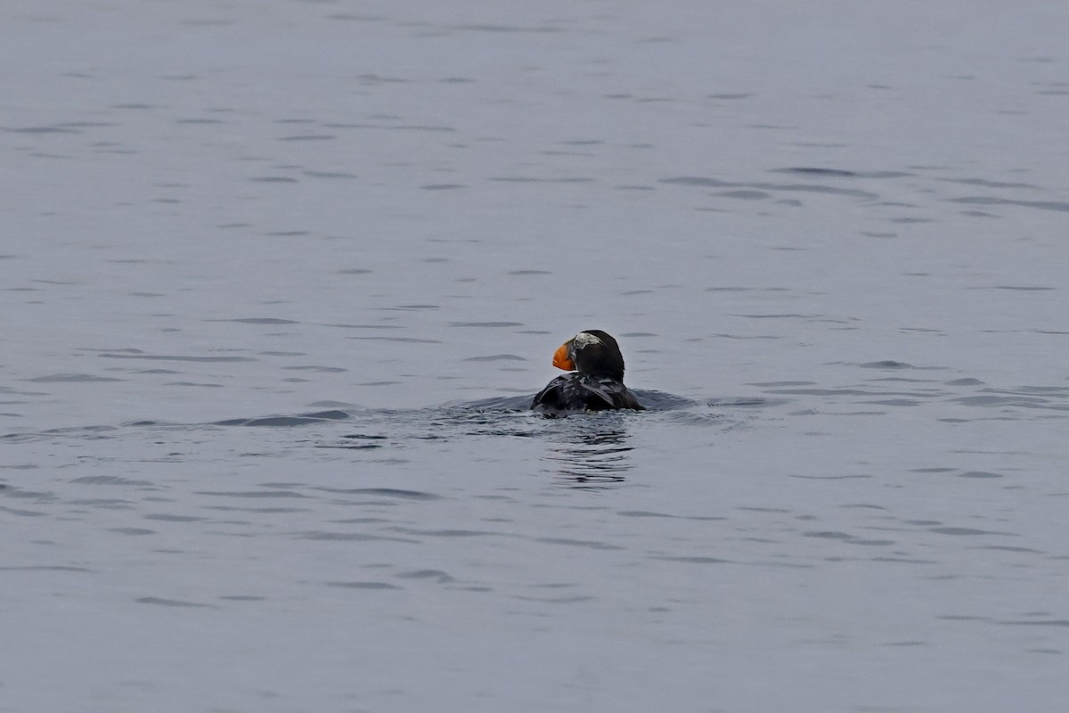 Tufted Puffin - Chris Daly
