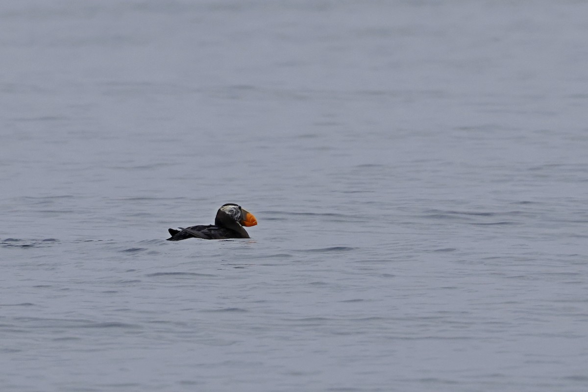 Tufted Puffin - ML608998996