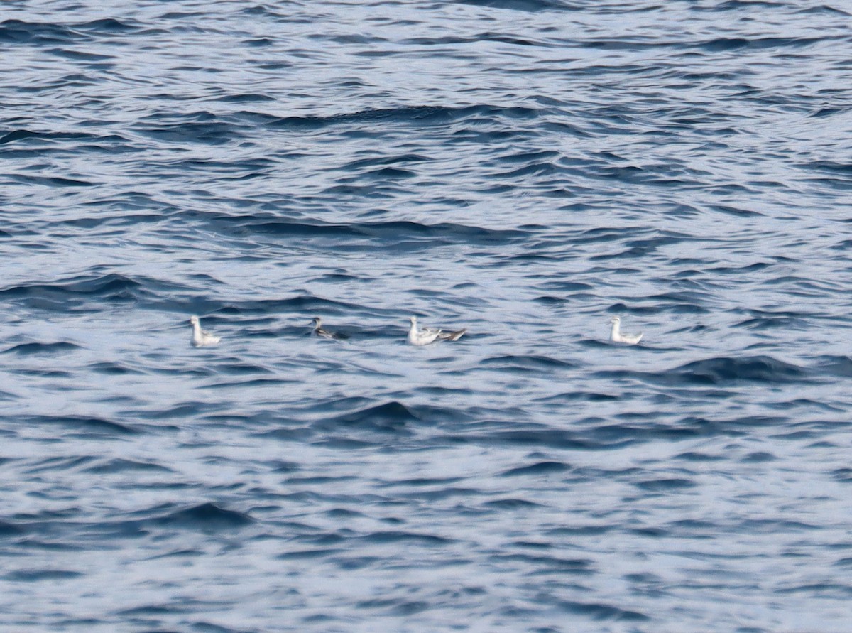 Red-necked Phalarope - ML608999049