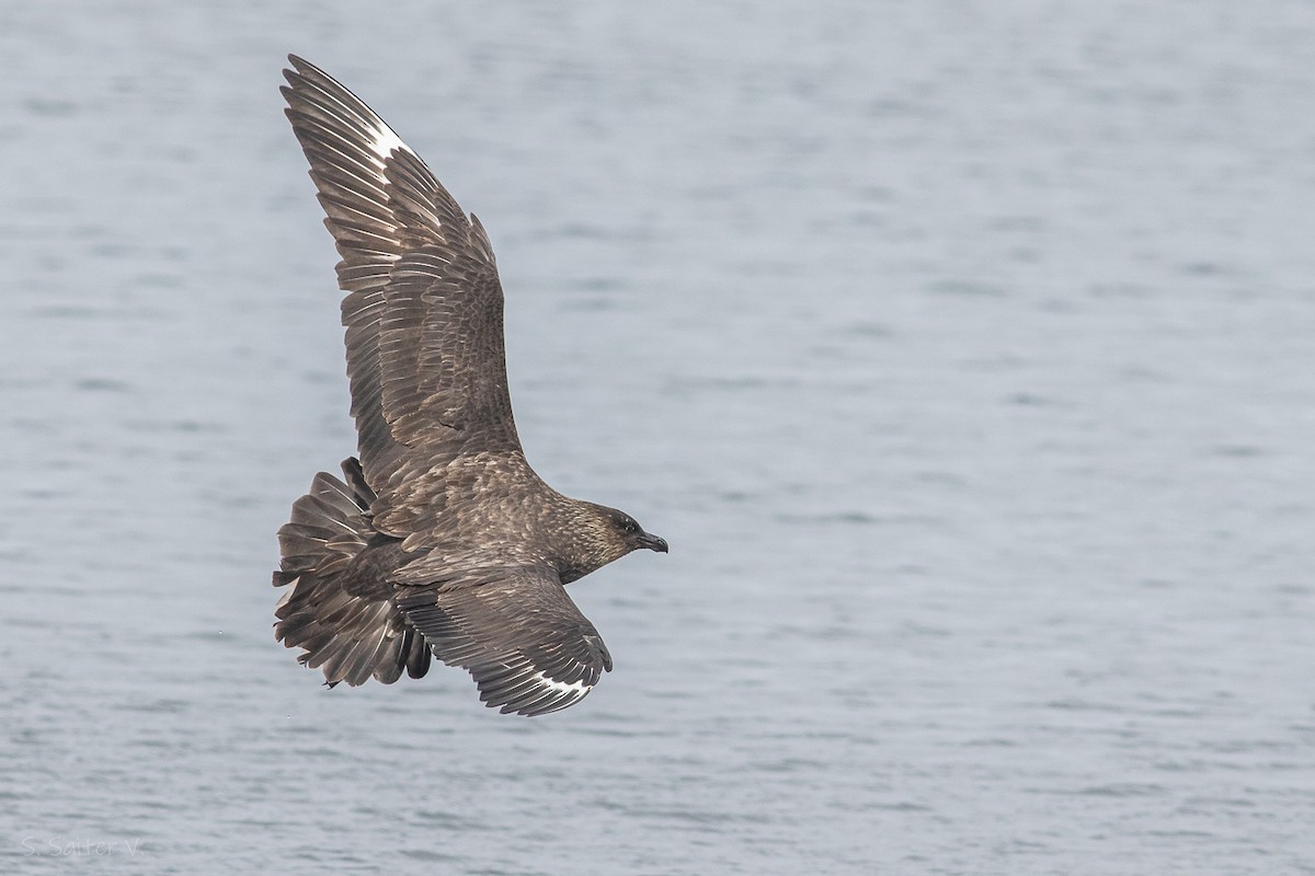 Chilean Skua - Sebastián Saiter Villagrán