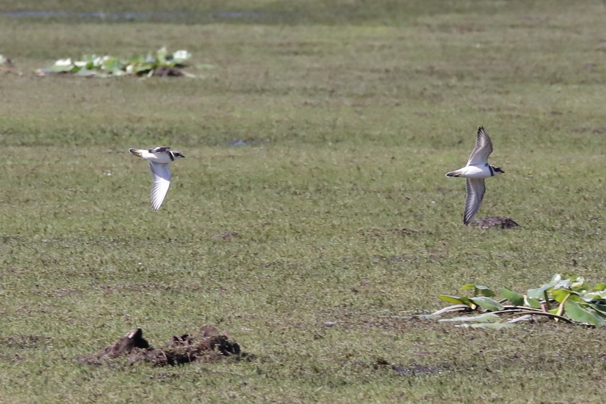 Semipalmated Plover - ML608999184