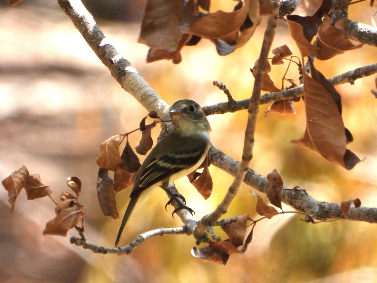 Least Flycatcher - ML608999258