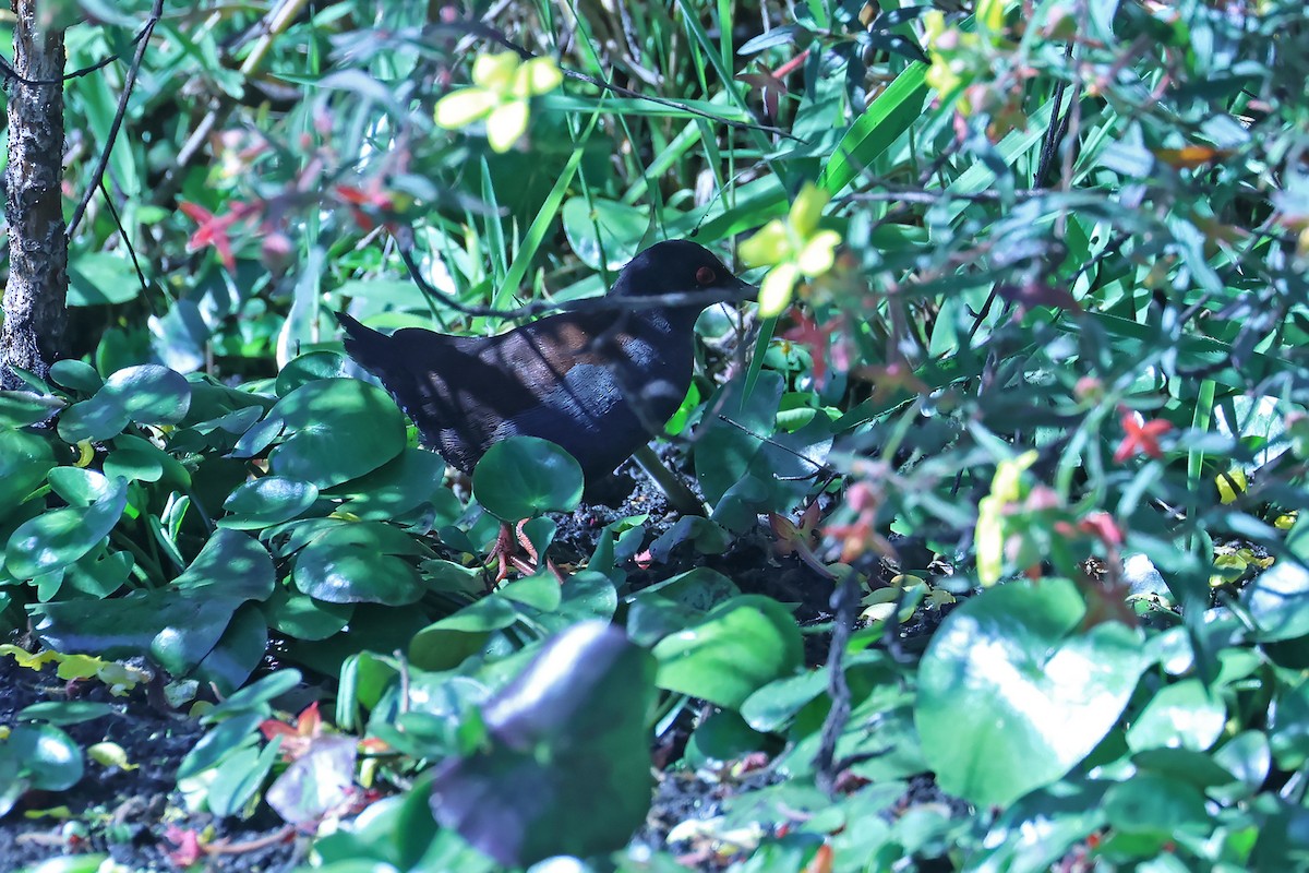 Spotless Crake - ML608999300