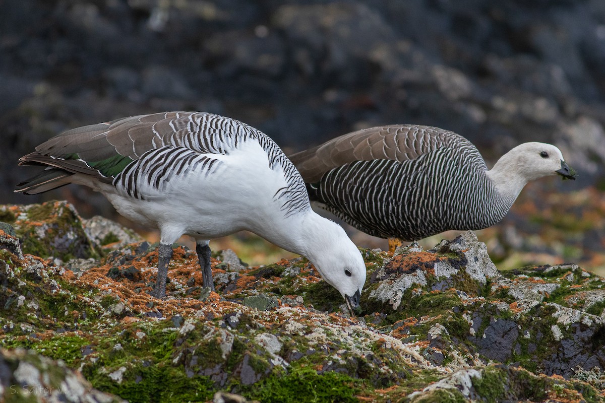 Upland Goose (White-breasted) - Sebastián Saiter Villagrán