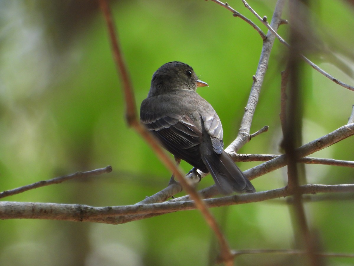 Eastern Wood-Pewee - Lesha Roberts