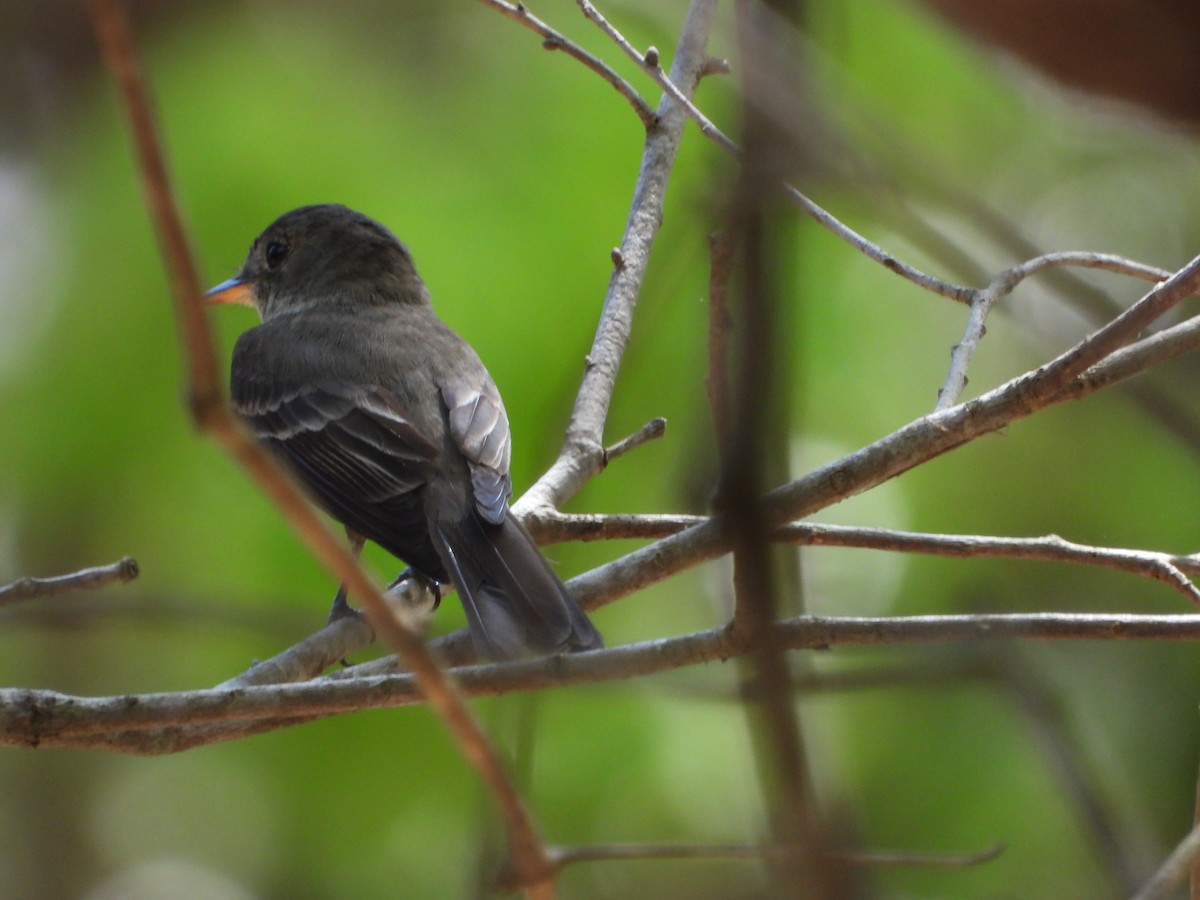 Eastern Wood-Pewee - ML608999359