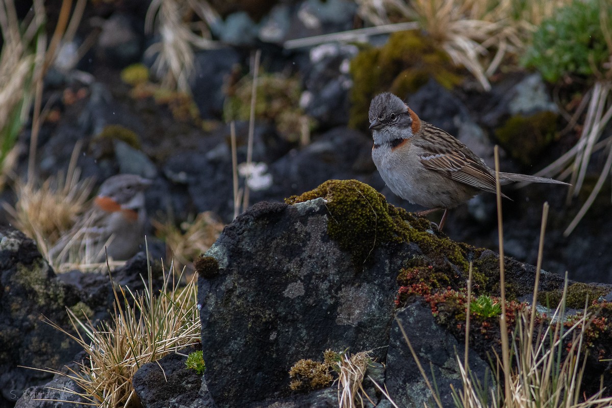 Rufous-collared Sparrow (Patagonian) - Sebastián Saiter Villagrán