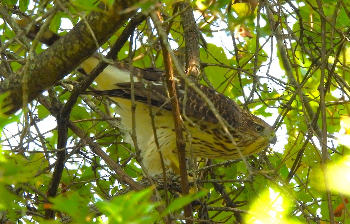 Cooper's Hawk - ML608999547