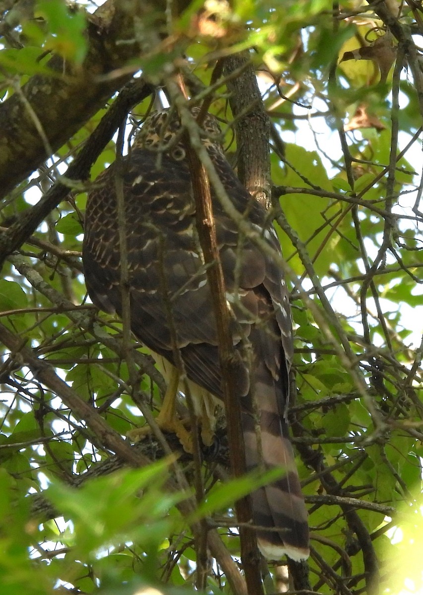Cooper's Hawk - ML608999548