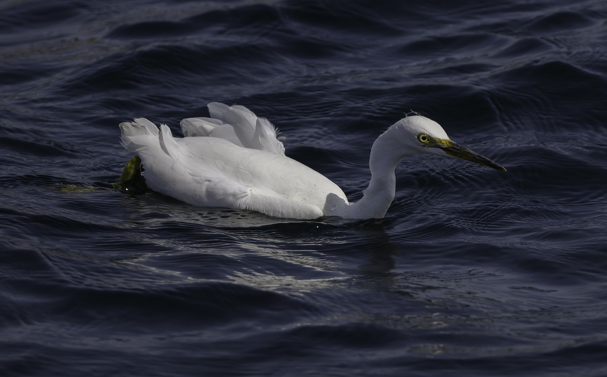 Snowy Egret - ML608999558