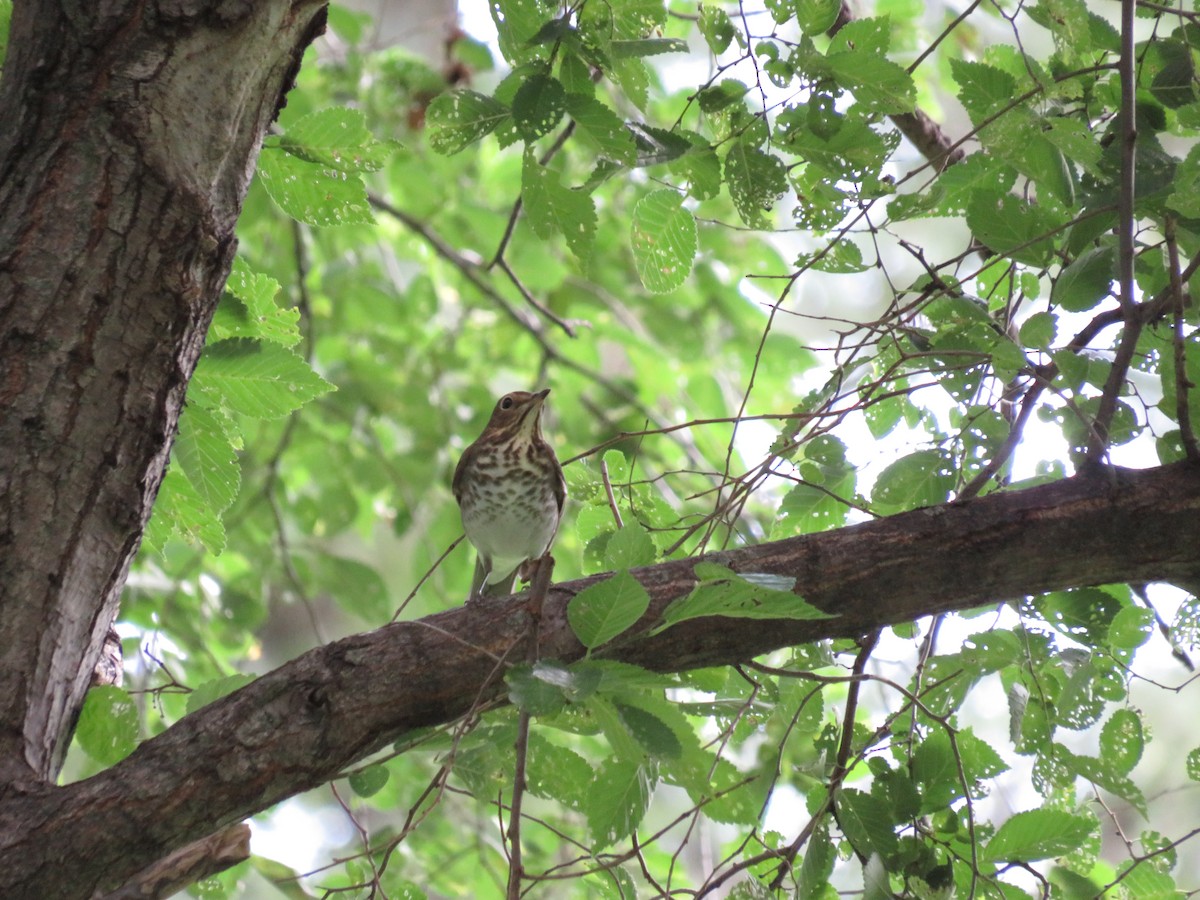 Swainson's Thrush - ML608999578