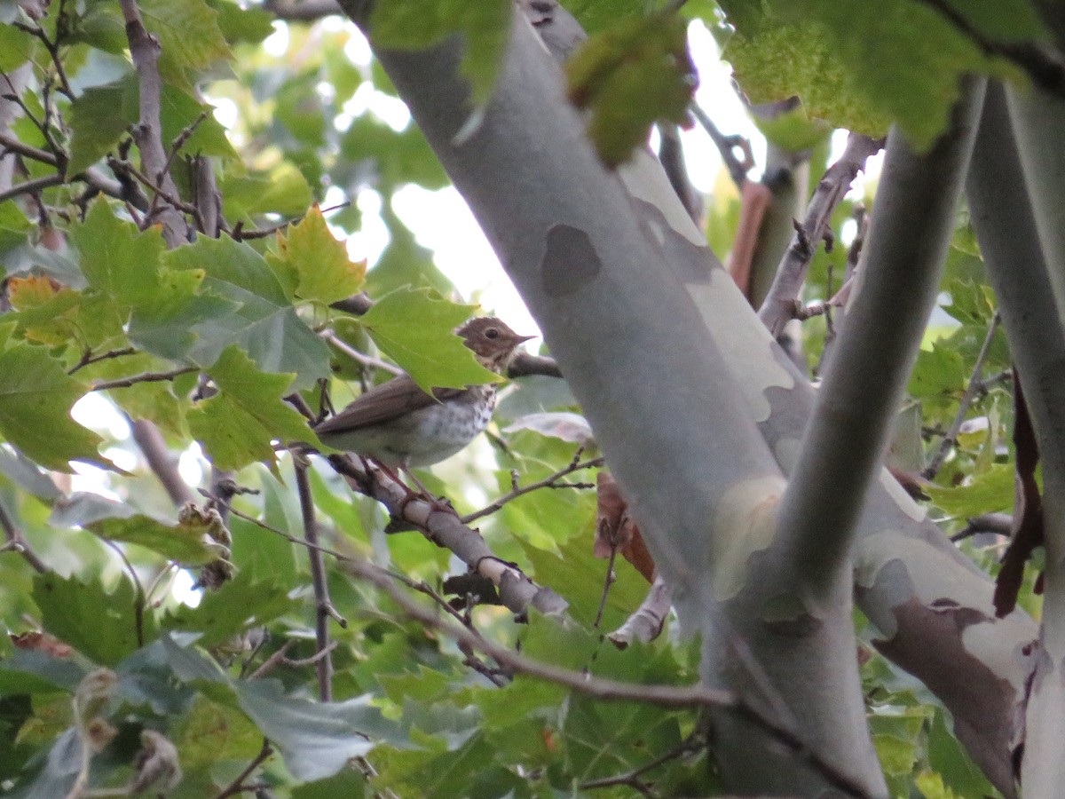 Swainson's Thrush - ML608999579