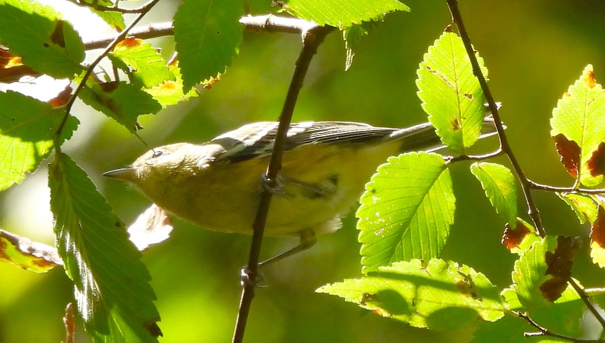 Bay-breasted Warbler - ML608999580