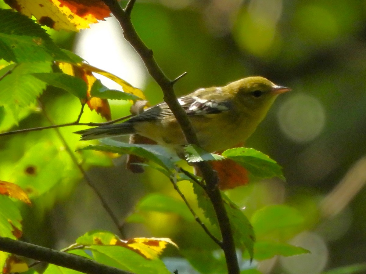 Bay-breasted Warbler - ML608999581