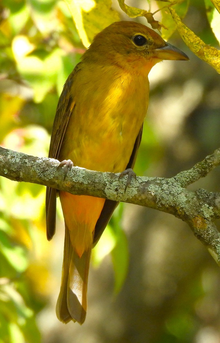 Summer Tanager - ML608999590
