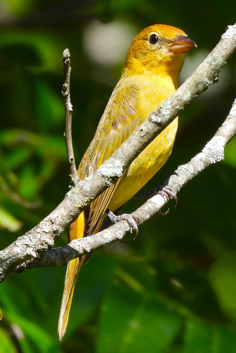 Summer Tanager - ML608999591