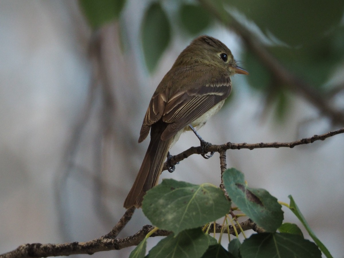 Western Flycatcher (Cordilleran) - ML608999621