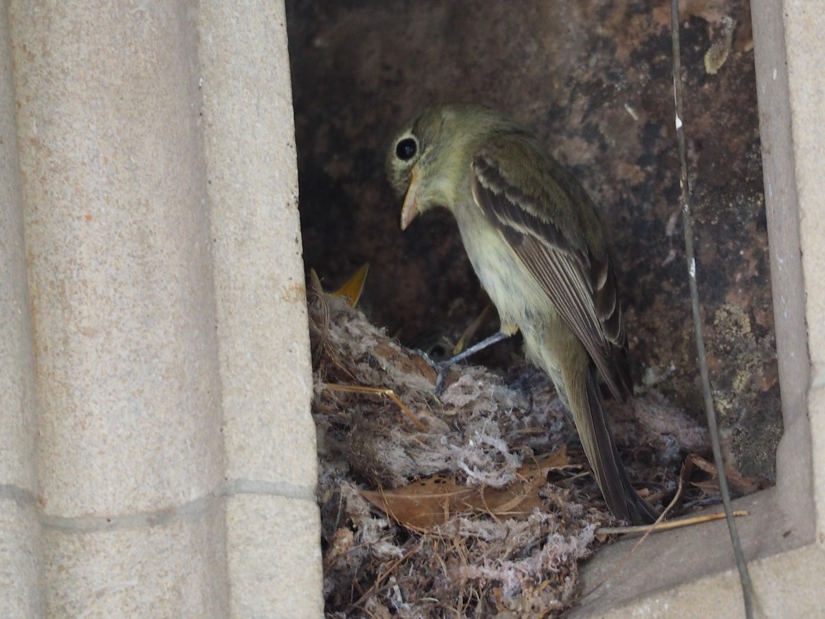 Western Flycatcher (Cordilleran) - ML608999622