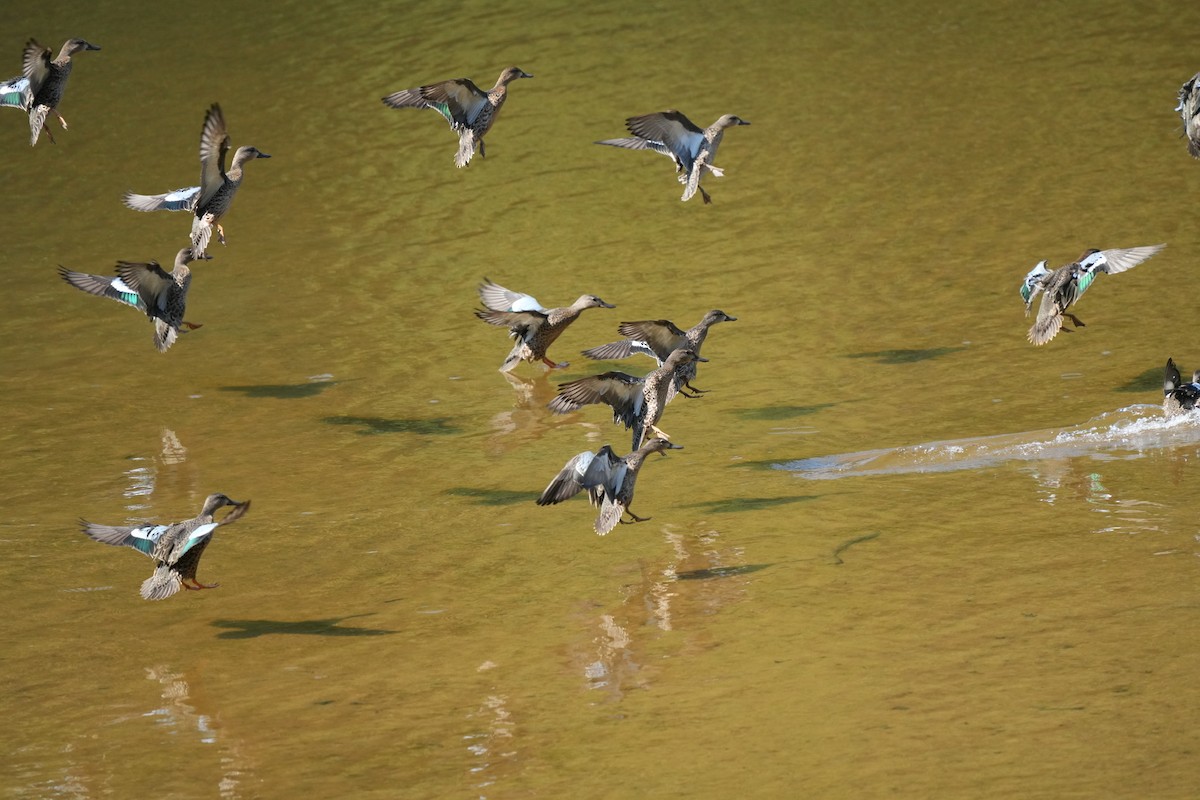 Blue-winged Teal - ML608999654