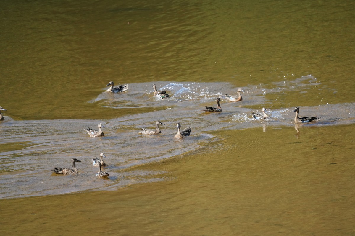 Blue-winged Teal - ML608999660