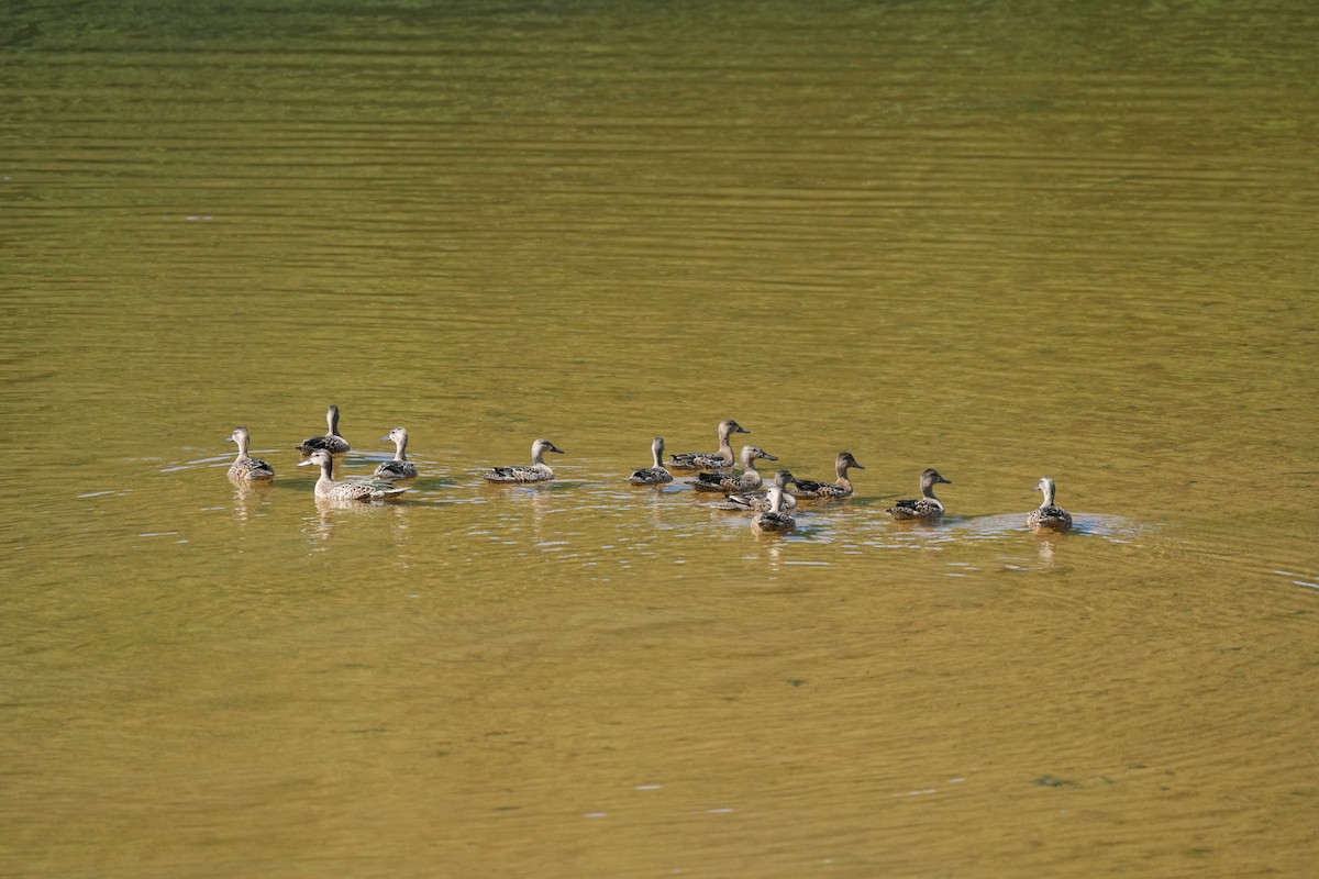 Blue-winged Teal - Todd DeVore