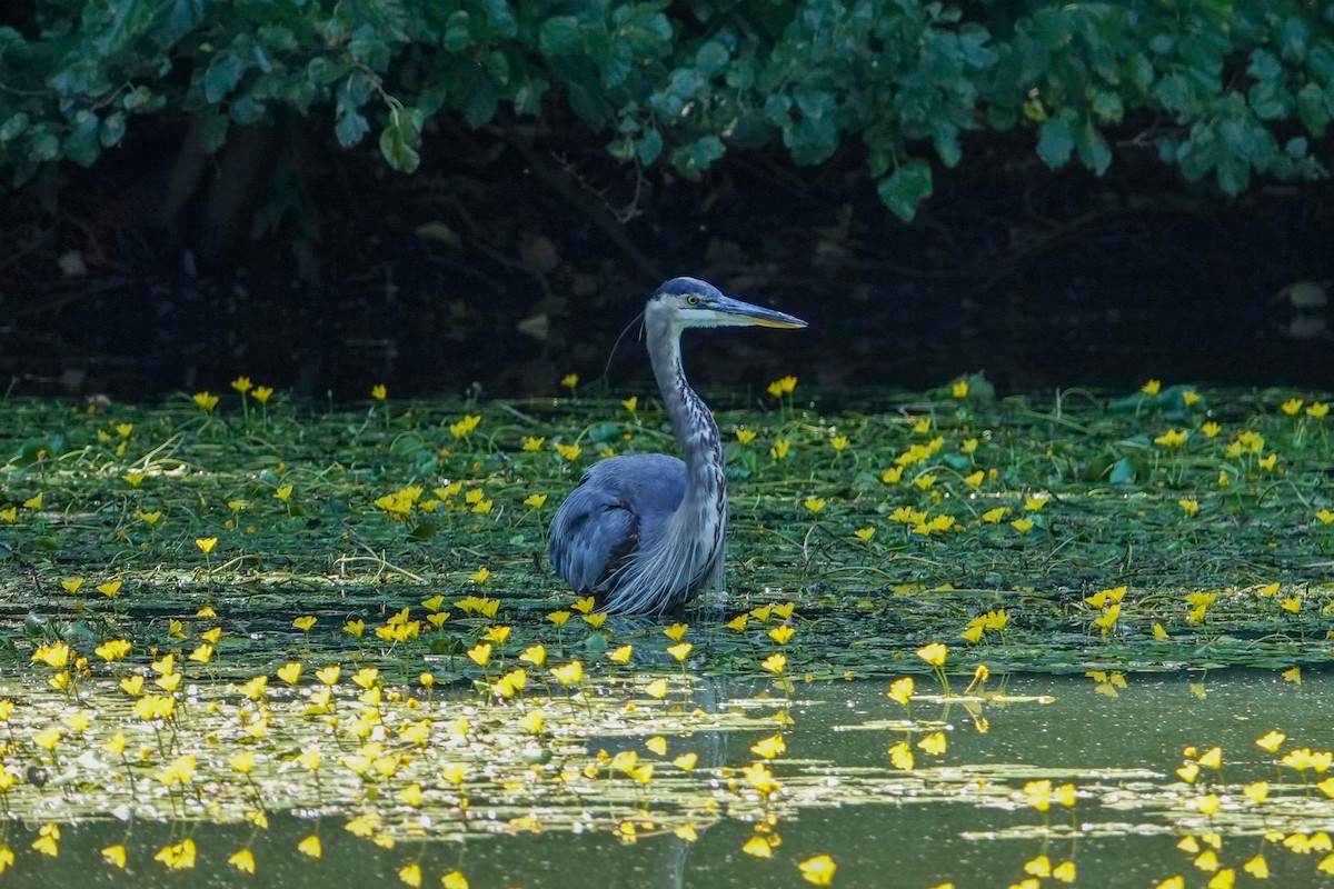 Great Blue Heron - Kaitlin Mahar