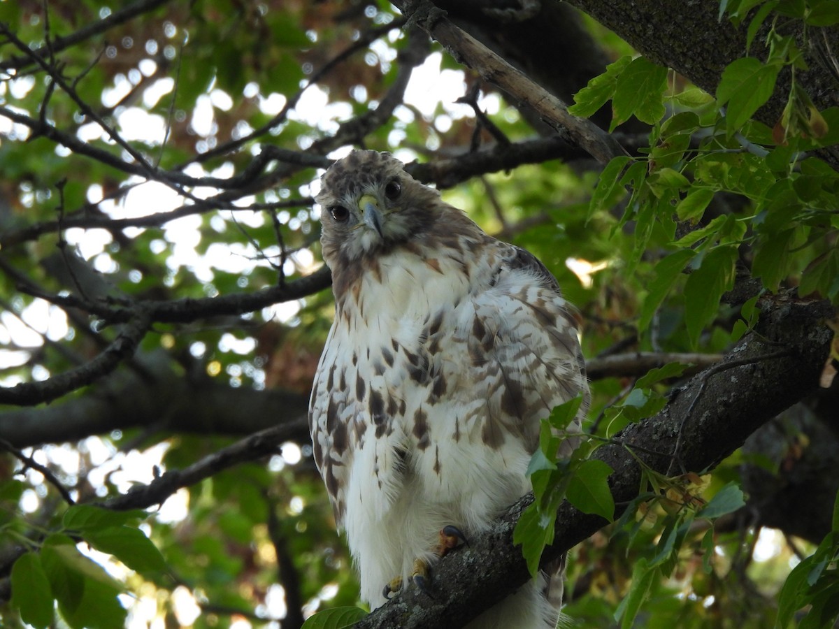 Red-tailed Hawk - ML608999766