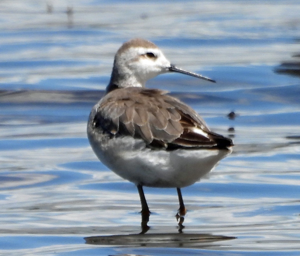 Wilson's Phalarope - ML608999887